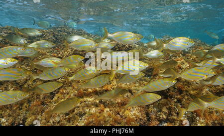 Eine Schule der Fische, dreamfish Sarpa salpa, Unterwasser im Mittelmeer, Frankreich Stockfoto