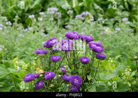 Callistephus chinensis. Aster 'Duchess gemischten "Blumen in einem Englischen Garten Grenze Stockfoto