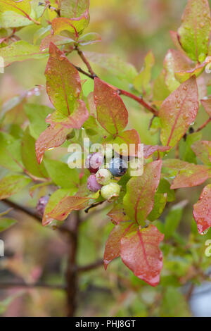 Vaccinium corymbosum. Blueberry Bush mit der Entwicklung von Blaubeeren, nachdem der Regen im August. Großbritannien Stockfoto