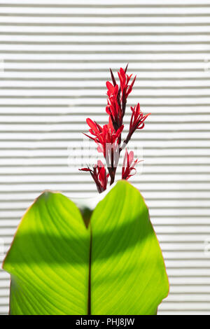 Canna Indica Purpurea. Indian Shot Purpurea. Canna Lily gegen ein Fenster blind. Stockfoto