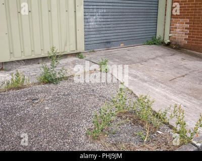 Das Unkraut in den Rissen der konkreten überdachten Hof in einem Industriegebiet. Stockfoto