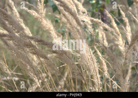 Golden Tops von bushgrass schwanken im Wind. flauschigen Blütenrispen hohe Kräuter closeup Stockfoto