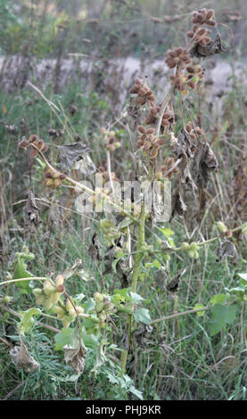 Twig von Klette, mit stacheligen Früchten auf unscharfen Hintergrund von Reifen, halb verdorrten hohe krautige Pflanze abgedeckt Stockfoto