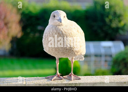 Neu Europäische Silbermöwe stehen auf Balkon Rampe in Sussex, UK. Stockfoto