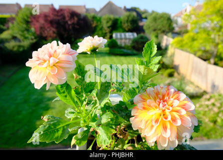 Aprikose, Orange und Rot gefärbte Dahlie Blüte im frühen Morgenlicht im Spätsommer in Großbritannien Stockfoto