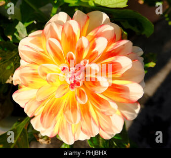 Aprikose, Orange und Rot gefärbte Dahlie Blüte im frühen Morgenlicht im Spätsommer in Großbritannien Stockfoto