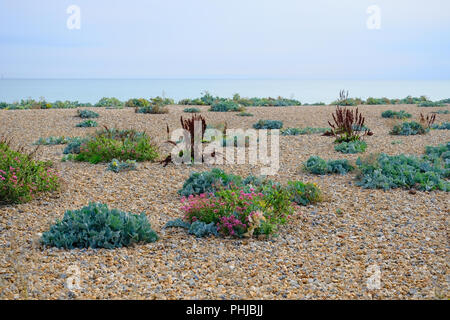 Bunte Vegetation am Kiesstrand am späten Nachmittag im August im Osten Preston, West Sussex, Großbritannien Stockfoto