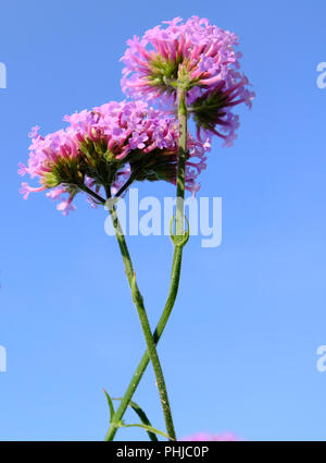 Verbena bonariensis Lollipop am frühen Morgen Licht im Spätsommer in Großbritannien Stockfoto