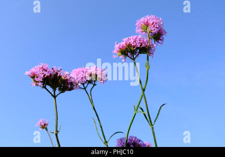 Verbena bonariensis Lollipop am frühen Morgen Licht im Spätsommer in Großbritannien Stockfoto