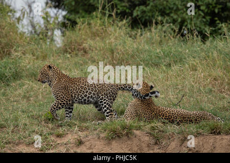 Leopard wandern in Masai Mara Stockfoto