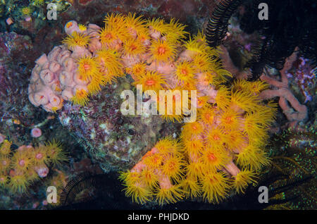 Orange Schale Coral, Tubastrea coccinea, Dendrophylliidae, Anilao, Philippinen, Philippine Sea, Asien, Pacifico Ozean Stockfoto