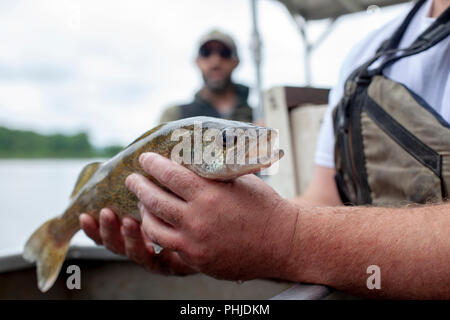 Ein US Fish and Wildlife Officer hält einen im Mississippi gefangenen Wels. Stockfoto