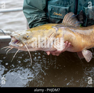 Ein US Fish and Wildlife Officer hält einen im Mississippi gefangenen Wels. Stockfoto