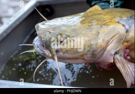 Ein US Fish and Wildlife Officer hält einen im Mississippi gefangenen Wels. Stockfoto