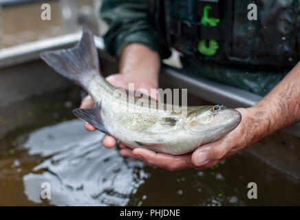 Ein US Fish and Wildlife Officer hält einen im Mississippi gefangenen Wels. Stockfoto