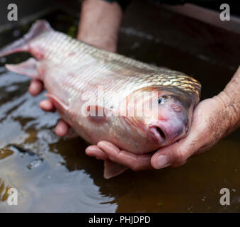 Ein US Fish and Wildlife Officer hält einen im Mississippi gefangenen Wels. Stockfoto