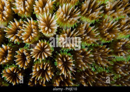 Galaxy Coral, Galaxea fascicularis, Oculinidae, Anilao, Philippinen, Philippine Sea, Pazifischer Ozean, Asien Stockfoto