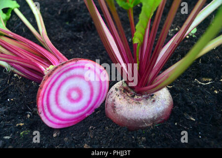 Traditionelle italienische Rote Bete (Barbabietola di Chioggia) Schnitt in die Hälfte in einem Englischen Garten, Lancashire, England, Großbritannien gewachsen. Stockfoto