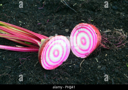 Traditionelle italienische Rote Bete (Barbabietola di Chioggia) Schnitt in die Hälfte in einem Englischen Garten, Lancashire, England, Großbritannien gewachsen. Stockfoto