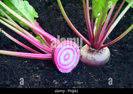 Traditionelle italienische Rote Bete (Barbabietola di Chioggia) Schnitt in die Hälfte in einem Englischen Garten, Lancashire, England, Großbritannien gewachsen. Stockfoto