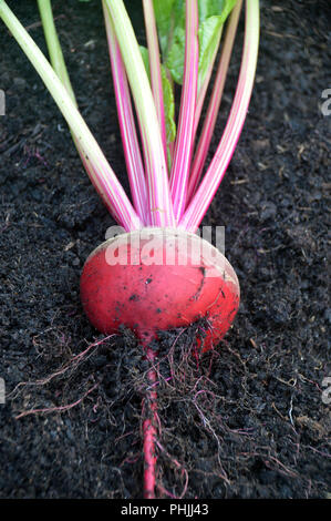 Traditionelle italienische Rote Bete (Barbabietola di Chioggia) in einem Englischen Garten, Lancashire, England, Großbritannien gewachsen. Stockfoto