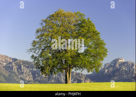 Single big Buche im Feld mit perfekter Baumkrone. Stockfoto