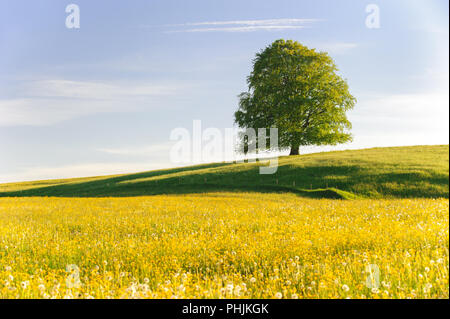 Single big Buche im Feld mit perfekter Baumkrone. Stockfoto