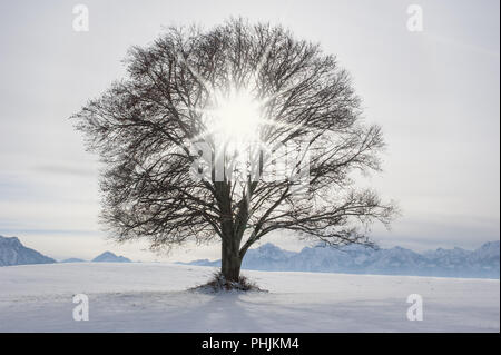 Single big Buche im Feld mit perfekter Baumkrone. Stockfoto