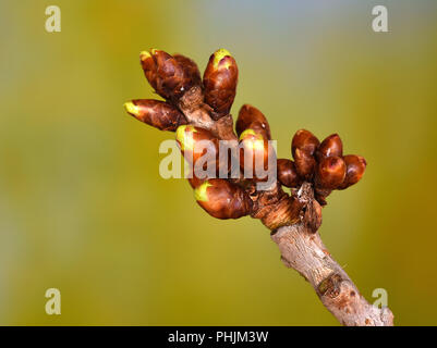 Cherry Tree; Knospen; Prunus avium; Stockfoto