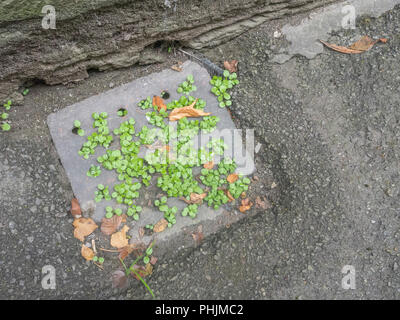 Unkraut wächst in einem verstopften Abflussdeckel in einer städtischen Umgebung. Unkraut sprießt. Stockfoto