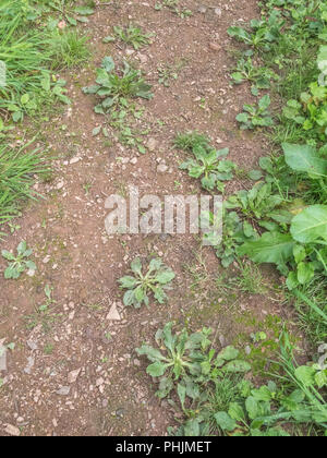 Größere Wegerich Plantago großen Unkraut im Garten Rasen