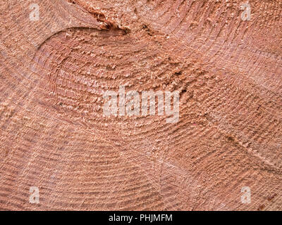 Querschnitt einer gesägten Nadelbaumart (unbekannter Typ), die Holzringe zeigt. Querschnitt durch Holz, Baumstammringe. Stockfoto