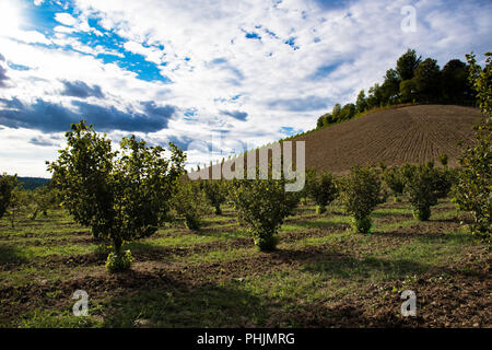 Reihen von hazels auf der Langa Hügel im Piemont, in der vor einem blauen Himmel voller Wolken Stockfoto