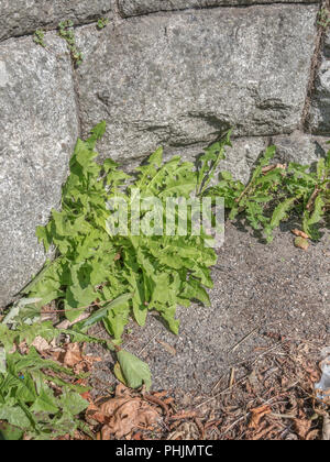 Grünes Laub/Blätter einer Vielzahl gemeinsamer Löwenzahn [Taraxacum officinale] Aus einer steinernen Mauer wächst. Zu Salat, die Blätter sind essbar. Stockfoto