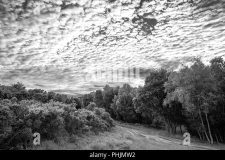 Atemberaubende Makrele Himmel - altocumulus Wolkenformationen im Sommer himmel landschaft Schwarz/Weiß-Bild Stockfoto