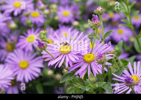 Ein hoverfly auf Blumen Aster frikartii 'Monch'. Stockfoto