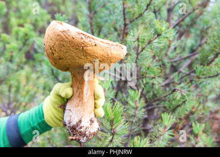 Große Pilze Steinpilze in einer Hand Stockfoto