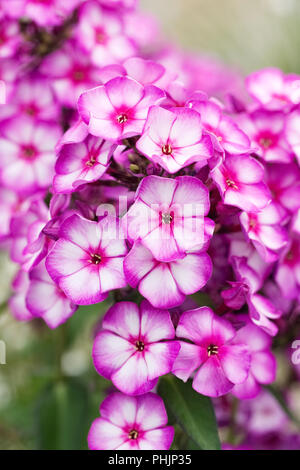 Phlox paniculata Sweet Summer 'Purple Bicolour'. Stockfoto
