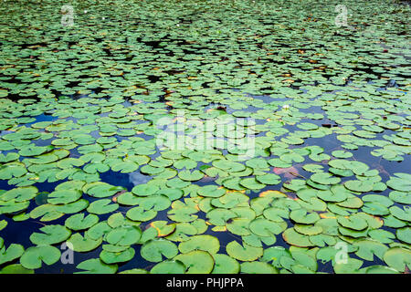 See bedeckt in American Water Lily Pads (Nymphaea odorata) - Lange der wichtigsten natürlichen Bereich, Davie, Florida, USA Stockfoto