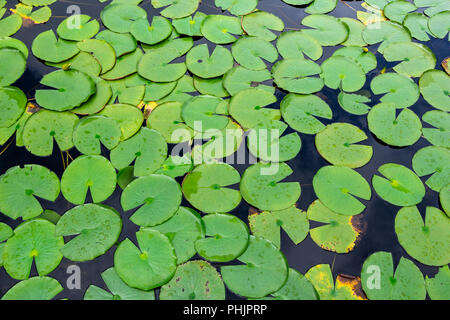 American Water Lily Pads (Nymphaea odorata) auf dem Wasser schwimmend - Lange der wichtigsten natürlichen Bereich, Davie, Florida, USA Stockfoto