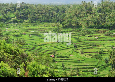 Grüne Terraced Rice Fields Stockfoto