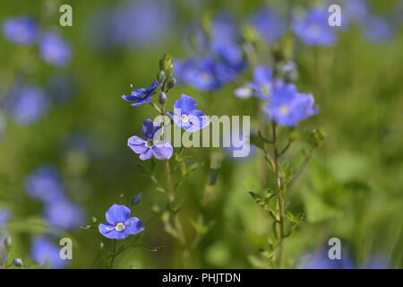 Veronica chamaedrys Stockfoto