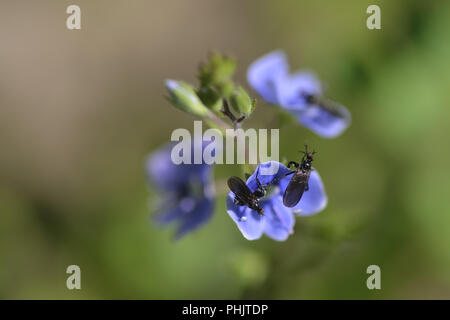 Veronica chamaedrys Stockfoto