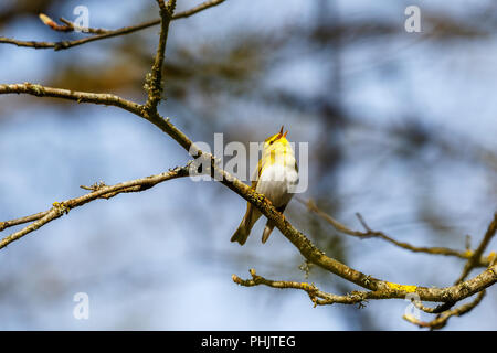 Singen Wood Warbler im Wald im Frühling Stockfoto