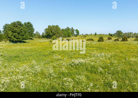 Wiese mit Blüten Kuh Petersilie und Butterblumen Blumen im Sommer Stockfoto