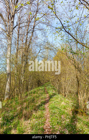 Waldweg im Frühling mit blühenden Anemonen und grünen Bäumen Stockfoto