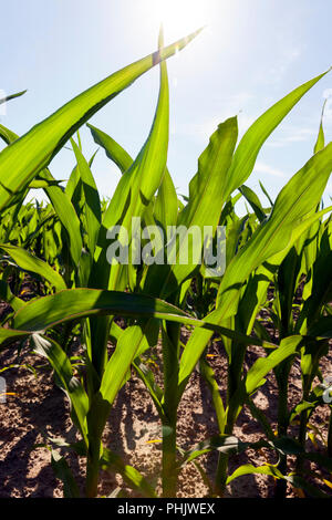 Sonne über grüne Blätter von Mais im Frühjahr scheint, closeup, über die ein landwirtschaftlicher Bereich Stockfoto