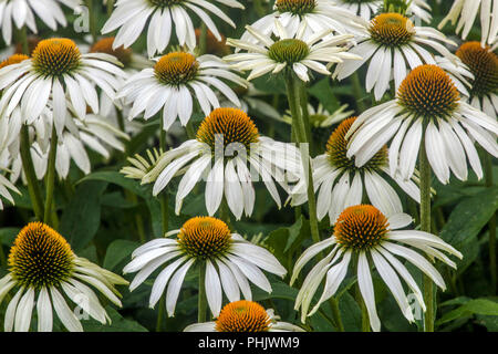 Violette Koneblume, Weiße Echinacea purpurea ' Alba ' winterharte Stauden Stockfoto