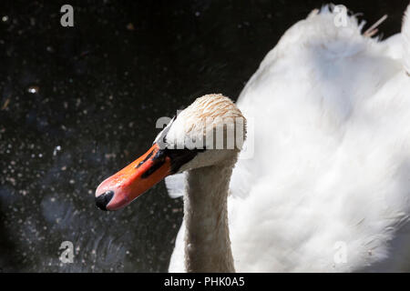 White Swan mit schmutzigen Head schwimmend auf dem See und Fischen und auf der Suche nach anderen Essen, Nahaufnahme Stockfoto