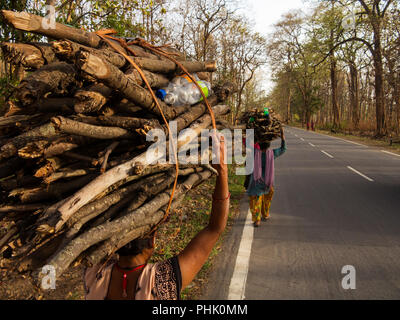 Indischer womans Brennholz auf dem Kaladhungi-Nainital Straße, Kaladhungi, Uttarakhand, Indien Stockfoto